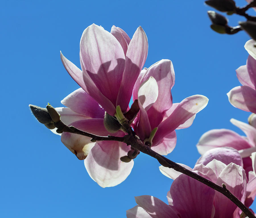 Magnolia Blossoms #117 Photograph by Robert Ullmann
