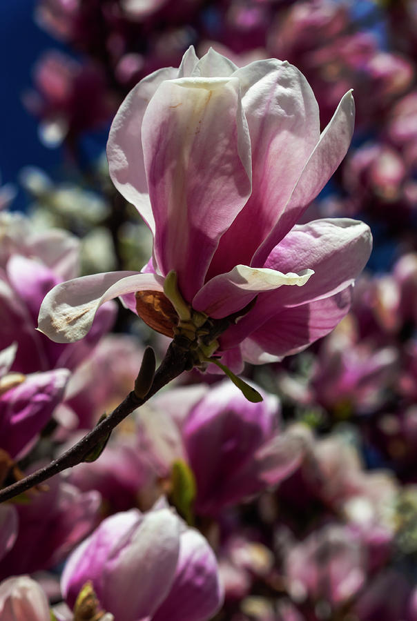 Magnolia Blossoms #118 Photograph by Robert Ullmann