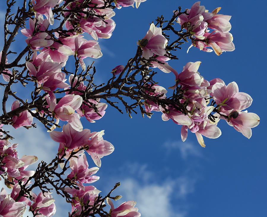 Magnolia Blossoms #119 Photograph by Robert Ullmann