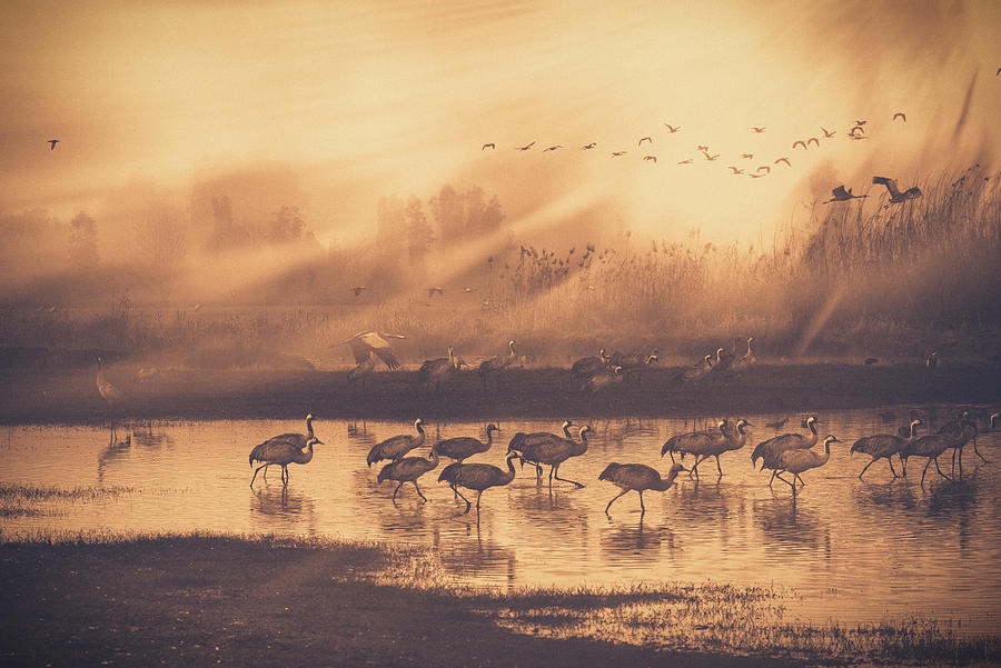 Geese Photograph -  #12 by Keren Or