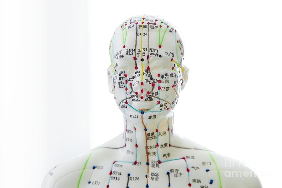 Acupuncture Model Photograph by Science Photo Library - Fine Art America