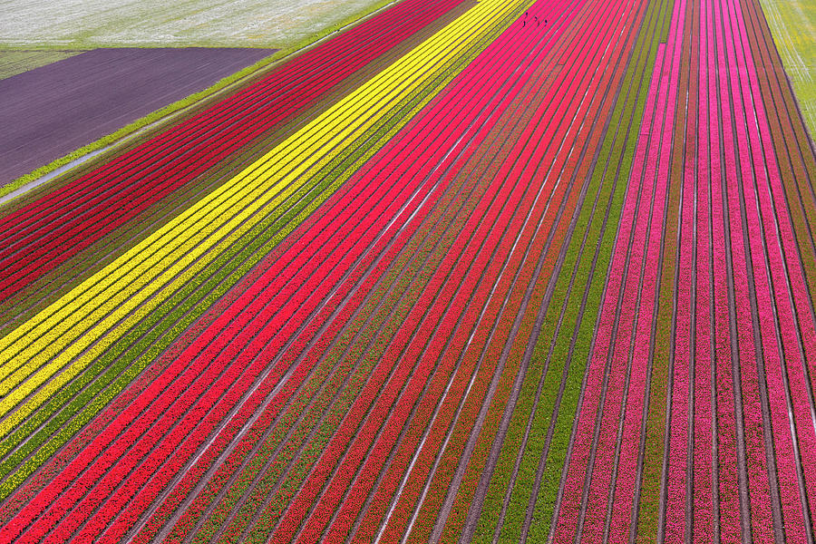 Abstract Photograph - Aerial View Of The Tulip Fields #12 by Peter Adams