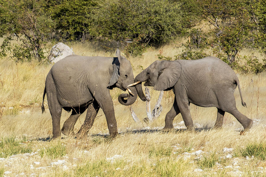 Elephant Photograph - Africa, Namibia, Etosha National Park #12 by Hollice Looney