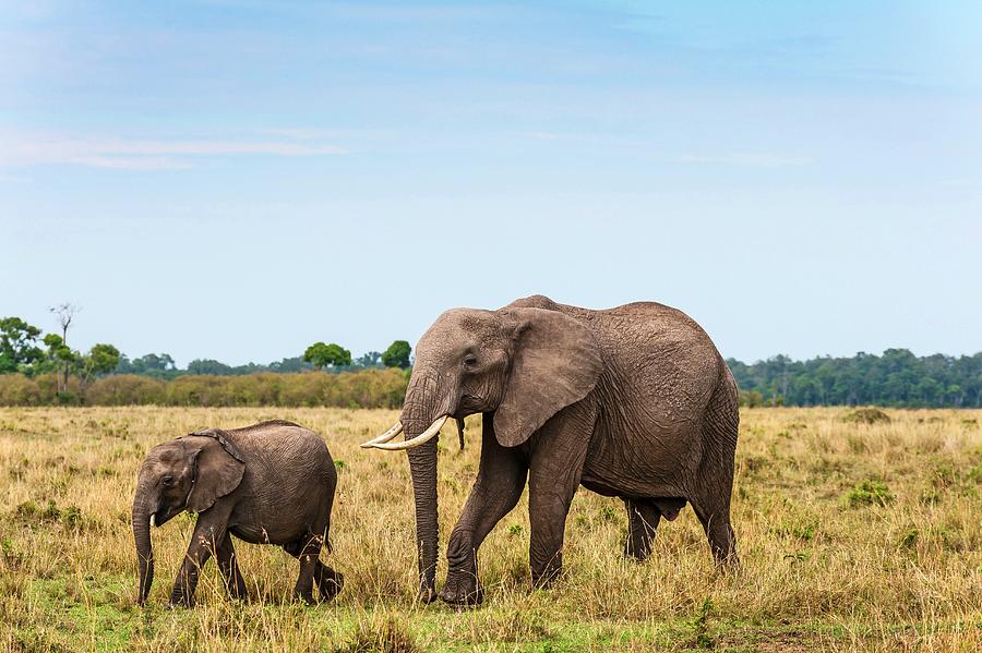 African Elephant In Kenya #12 Digital Art by Jacana Stock
