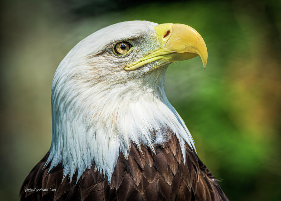 American Bald Eagle #12 Photograph by LeeAnn McLaneGoetz McLaneGoetzStudioLLCcom