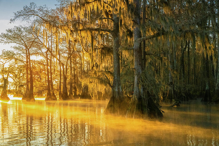 Atchafalaya Basin, Louisiana Photograph by Michael Lustbader Pixels