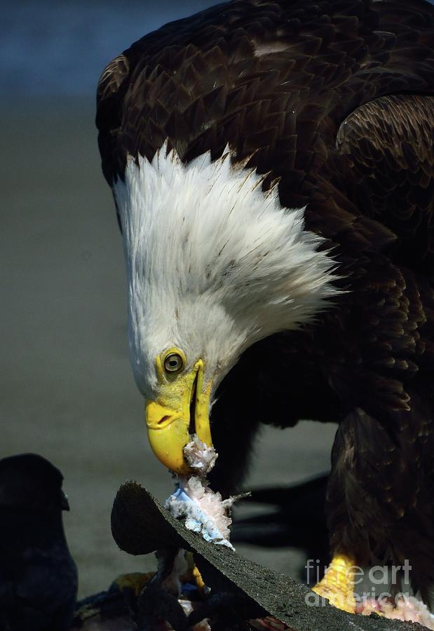Bald Eagle #12 Photograph by Marc Bittan