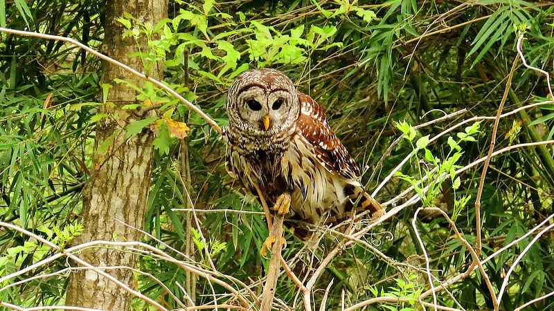 Barred Owl by Betty Berard Barred Owl by Betty Berard