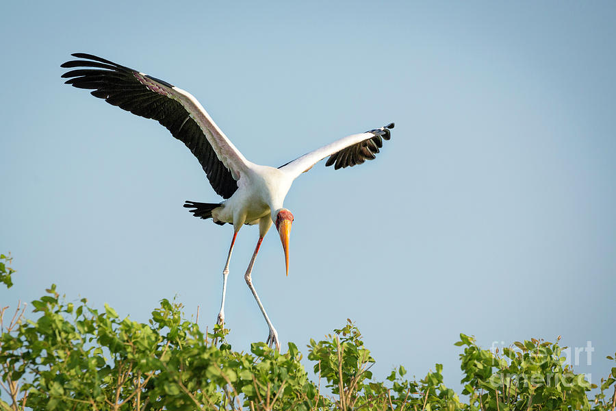 Yellow Billed Stork Landing 1 #1 Photograph by Timothy Hacker
