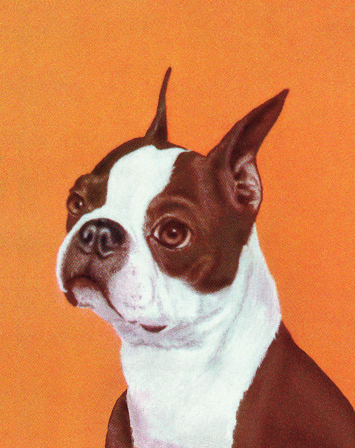 Boston Drawing - Boston Terrier #12 by CSA Images