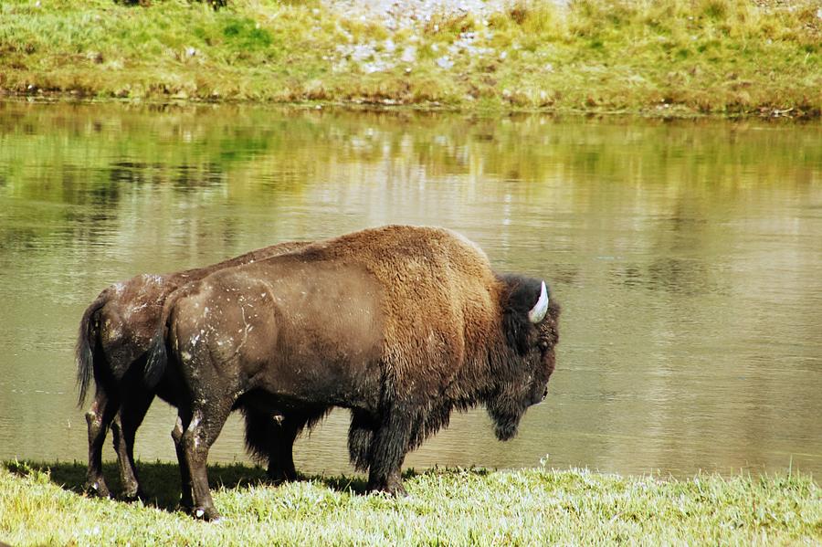 Buffalo at Yellowstone National Park #12 Photograph by Susan Jensen