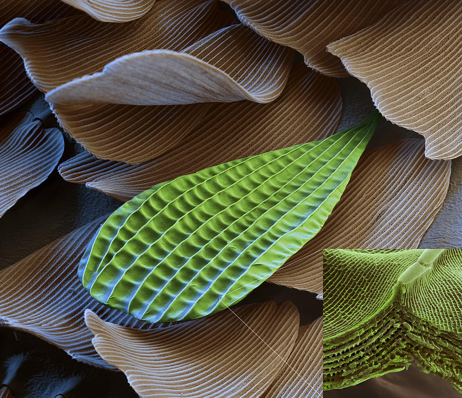 Butterfly Wing Scale Sem #12 Photograph by Meckes/ottawa