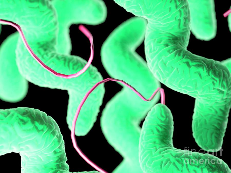 Campylobacter Bacteria #12 Photograph by Sebastian Kaulitzki/science Photo Library