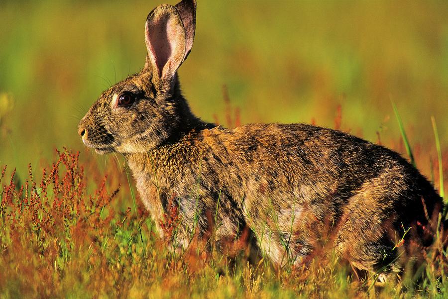 Canada, Vancouver Island, Rabbit Photograph by Don White Pixels