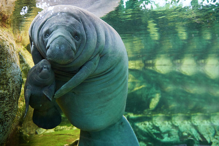 Caribbean Manatee Or West Indian Manatee Mother With Baby #12 Photograph by Eric Baccega / Naturepl.com Caribbean Manatee Or West Indian Manatee Mother With Baby #12 Photograph by Eric Baccega / Naturepl.com