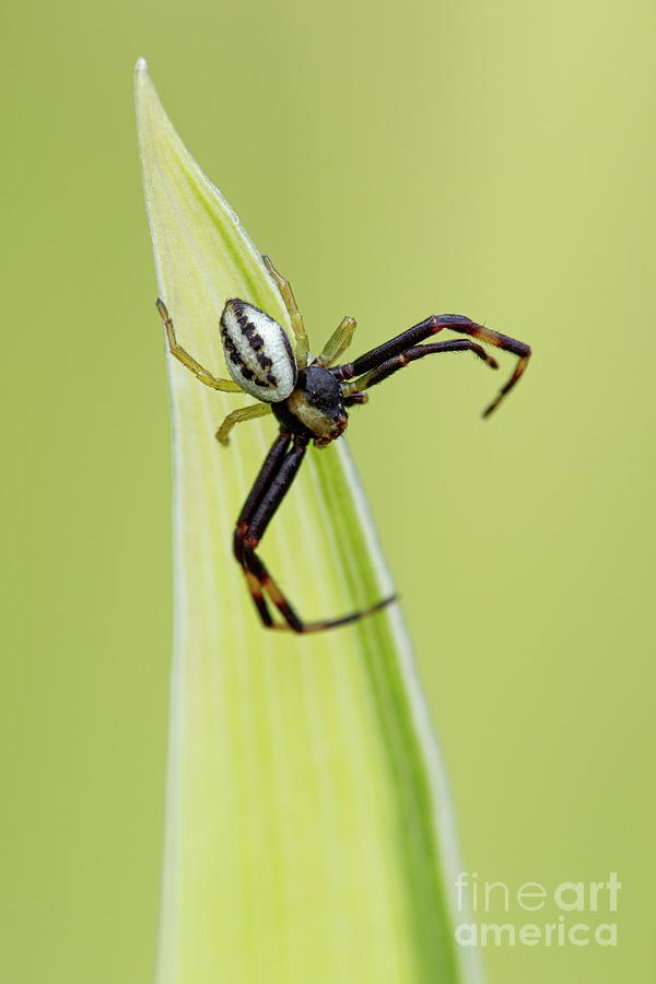 Crab Spider #12 Photograph by Heath Mcdonald/science Photo Library
