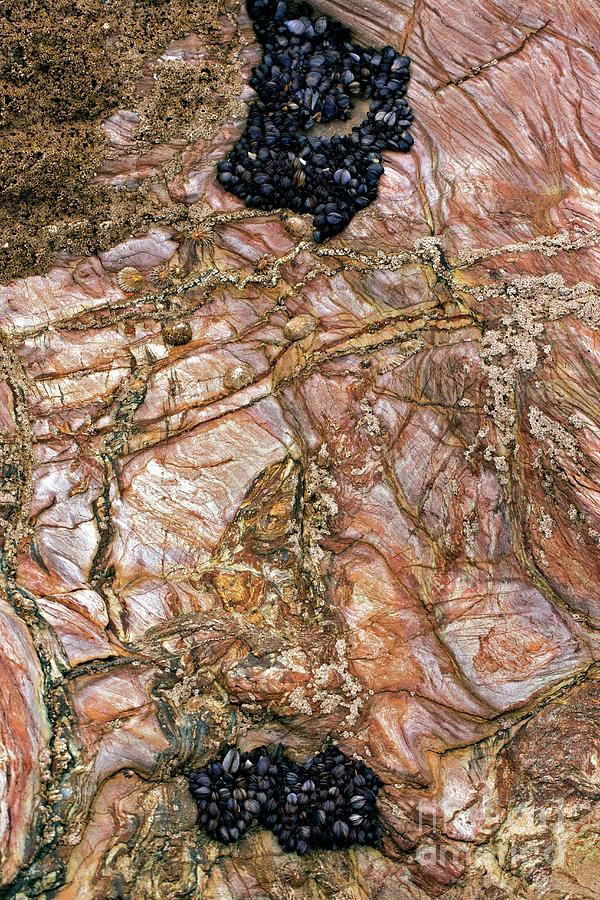 Devonian Slates #12 Photograph by Dr Keith Wheeler/science Photo Library