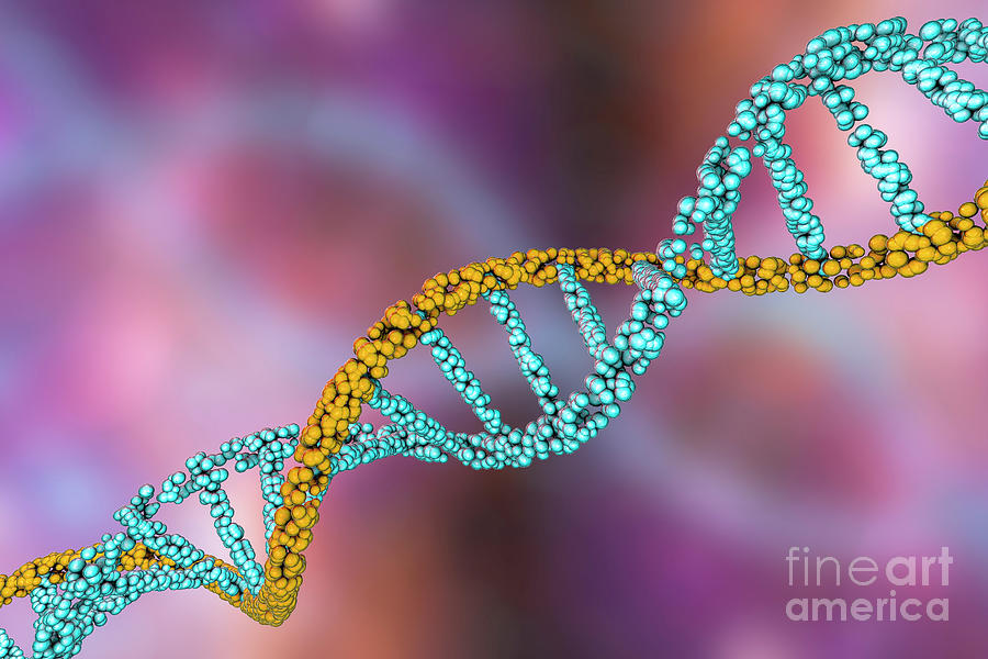 Dna Molecule Photograph By Kateryna Kon Science Photo Library - Fine 