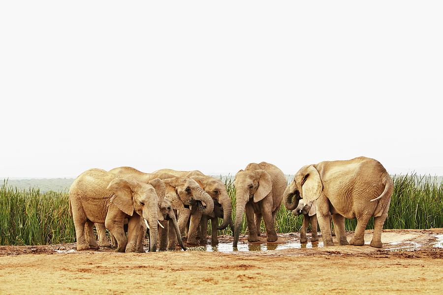 Elephants, South Africa #12 Digital Art by Richard Taylor
