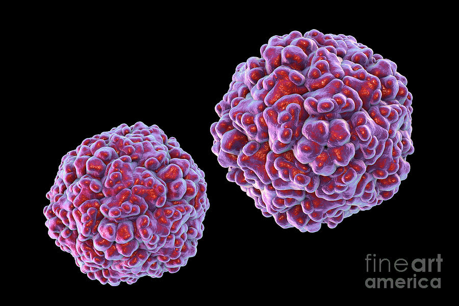 Enteroviruses #12 Photograph By Kateryna Kon/science Photo Library ...