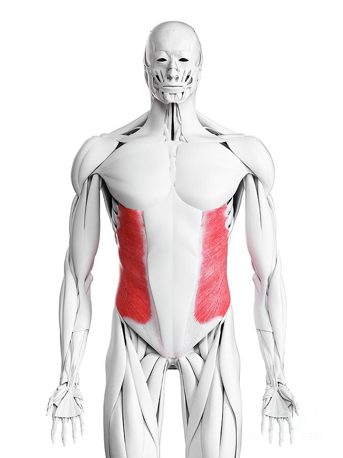 external oblique muscle