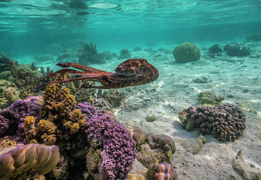 French Polynesia, Taha'a Photograph by Jaynes Gallery - Fine Art America