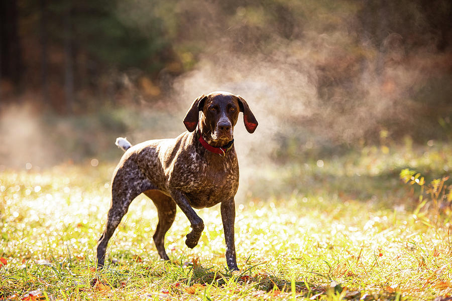 Mountain Photograph - German Shorthaired Pointer Hunting With Steam Rising On Cold Morning #12 by Cavan Images
