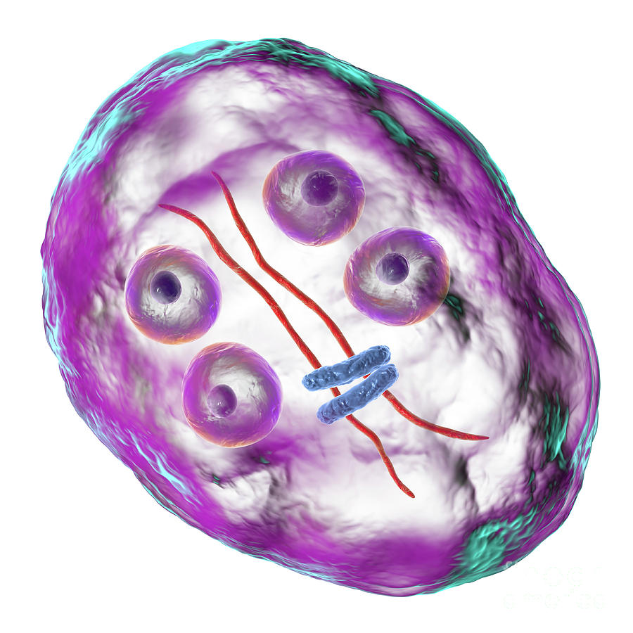 Giardia Intestinalis Protozoan Cyst Photograph By Kateryna Konscience Photo Library Pixels 5457