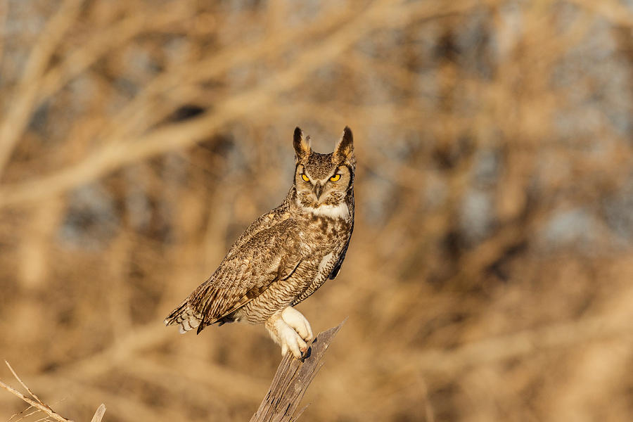 Great Horned Owl, Bubo Virginianus #12 Photograph by James Zipp