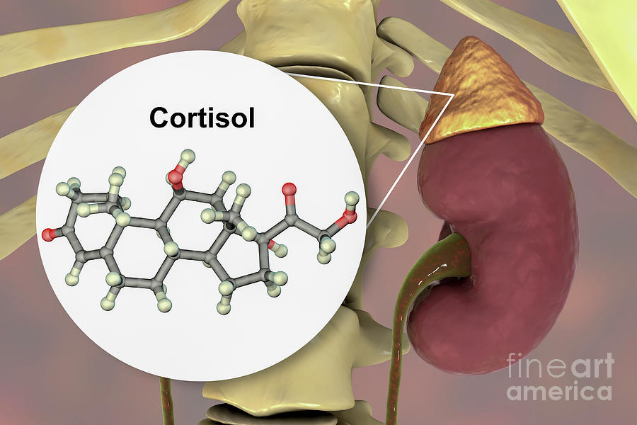 cortisol is secreted by the adrenal cortex