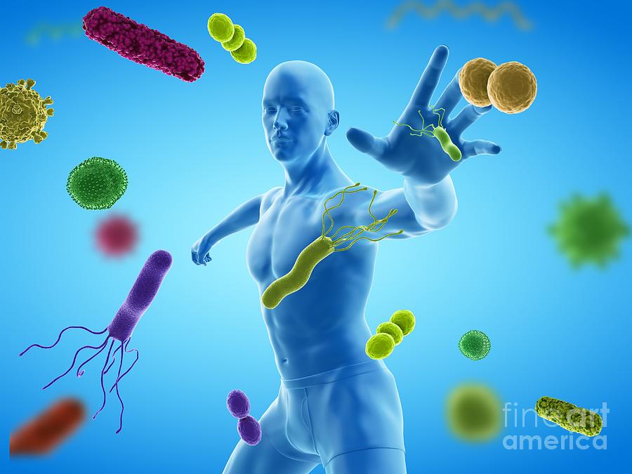 immune system animation