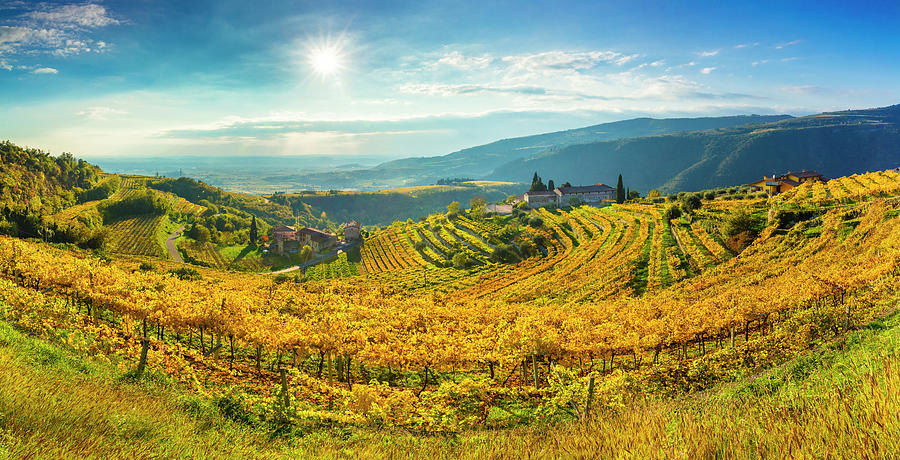 Italy, Veneto, Verona District, Valpolicella, Fumane, Typical Landscape, Vineyards #12 Digital Art by Olimpio Fantuz