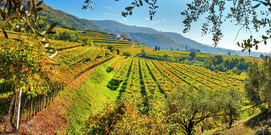 Italy, Veneto, Verona District, Valpolicella, Negrar, Typical Landscape, Vineyards #12 Digital Art by Olimpio Fantuz