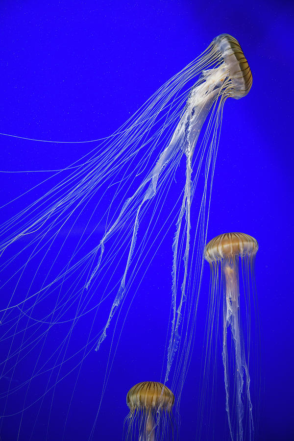 Japanese Jellyfish #12 Photograph by Kenny Thomas