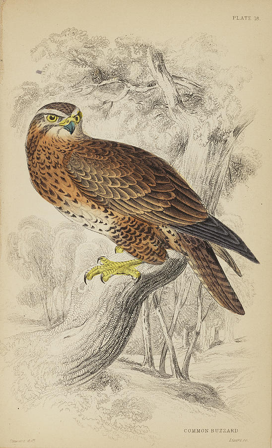 Bird Drawing - Jardines Naturalists Library. Vol1 #12 by William Jardine