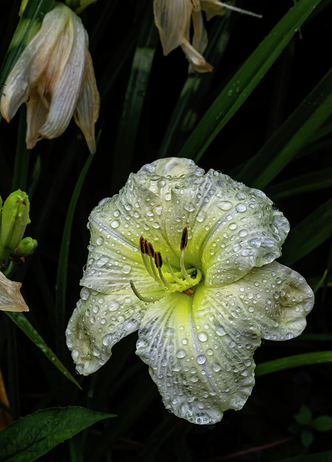 Lily and Raindrops #12 Photograph by Robert Ullmann