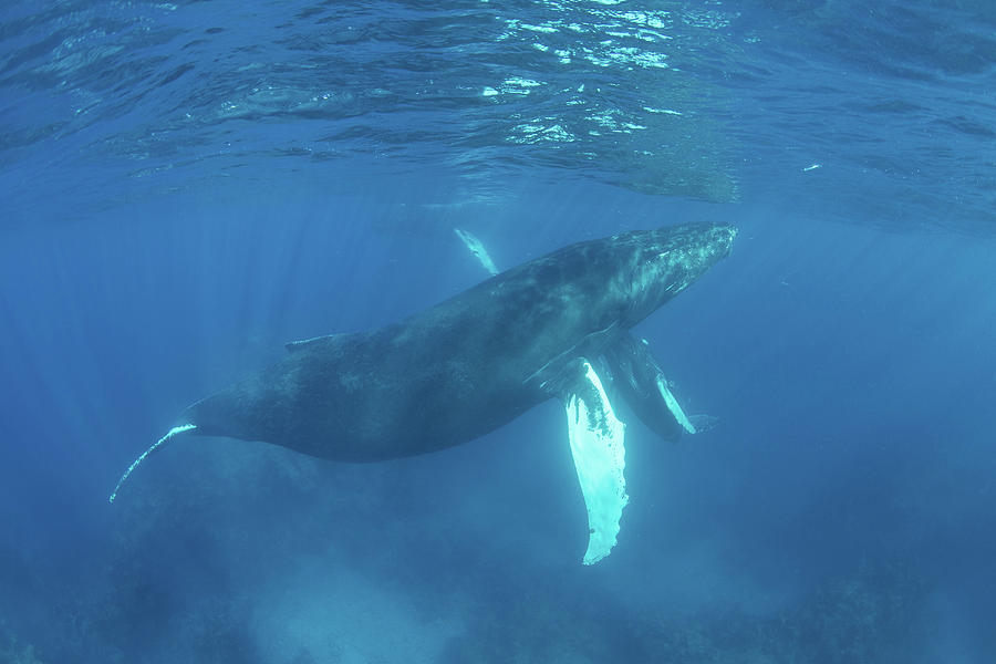 Mother And Calf Humpback Whales Swim #12 Photograph by Ethan Daniels