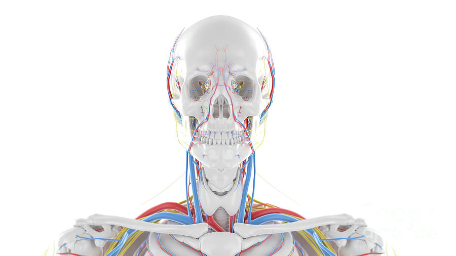 Neck Anatomy Photograph By Sebastian Kaulitzki Science Photo Library
