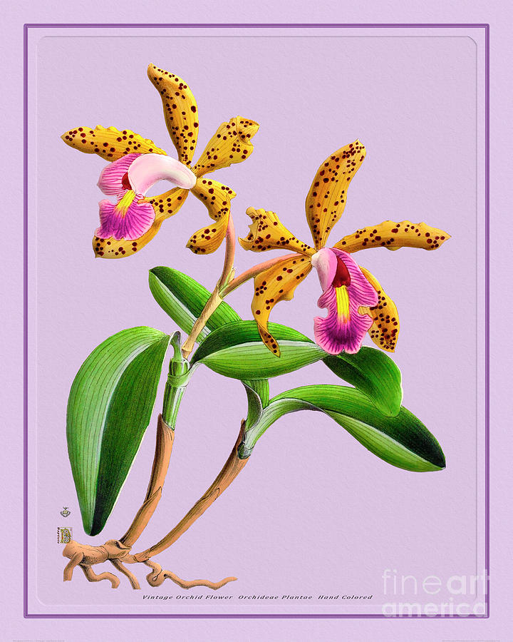 Orchid Flower Orchideae Plantae Antique Mixed Media