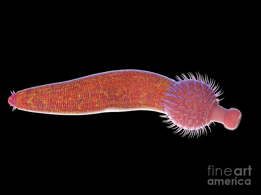 Prehistoric Photograph - Ottoia Marine Worm #12 by Sebastian Kaulitzki/science Photo Library