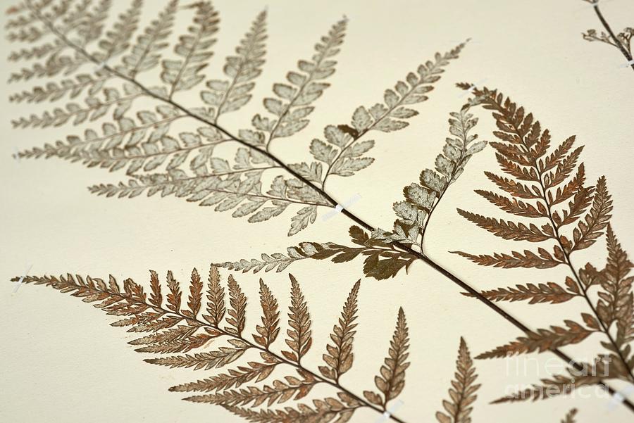 Pityrogramma Calomelanos Fern Specimen Photograph by Natural History ...