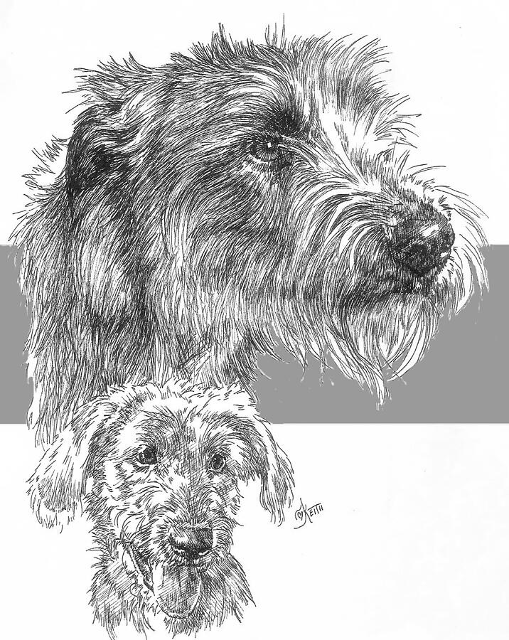 Irish Wolfhound and Pup Drawing by Barbara Keith
