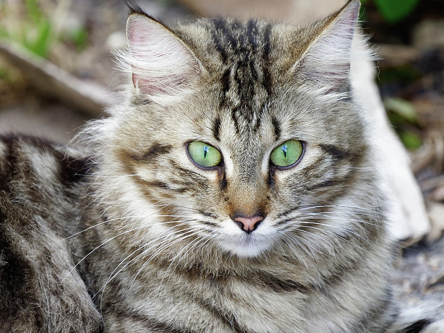 Portrait Of A Cat Photograph