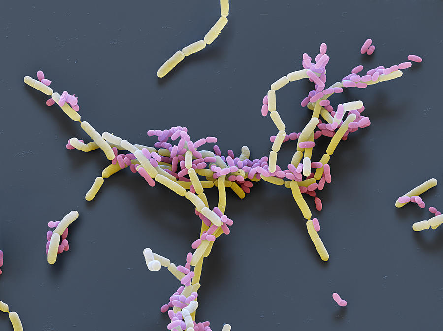Bacteria Photograph - Probiotic Lactobacillis Bacteria Sem #12 by Meckes/ottawa