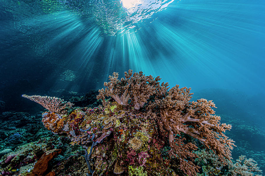 Reef Scene In Halmahera, Indonesia #12 Photograph by Bruce Shafer