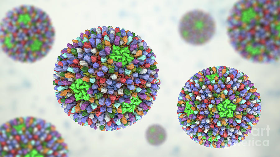 Reovirus Photograph by Kateryna Kon/science Photo Library - Fine Art ...