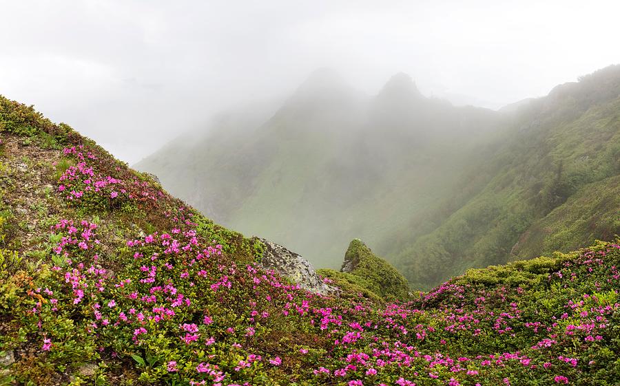 Summer Photograph - Rhododendron Flowers Covered Mountains #12 by Ivan Kmit