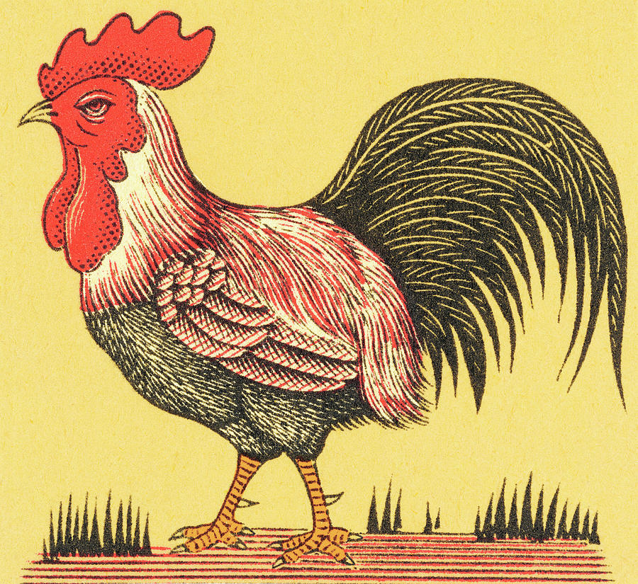 Chicken Drawing - Rooster #12 by CSA Images