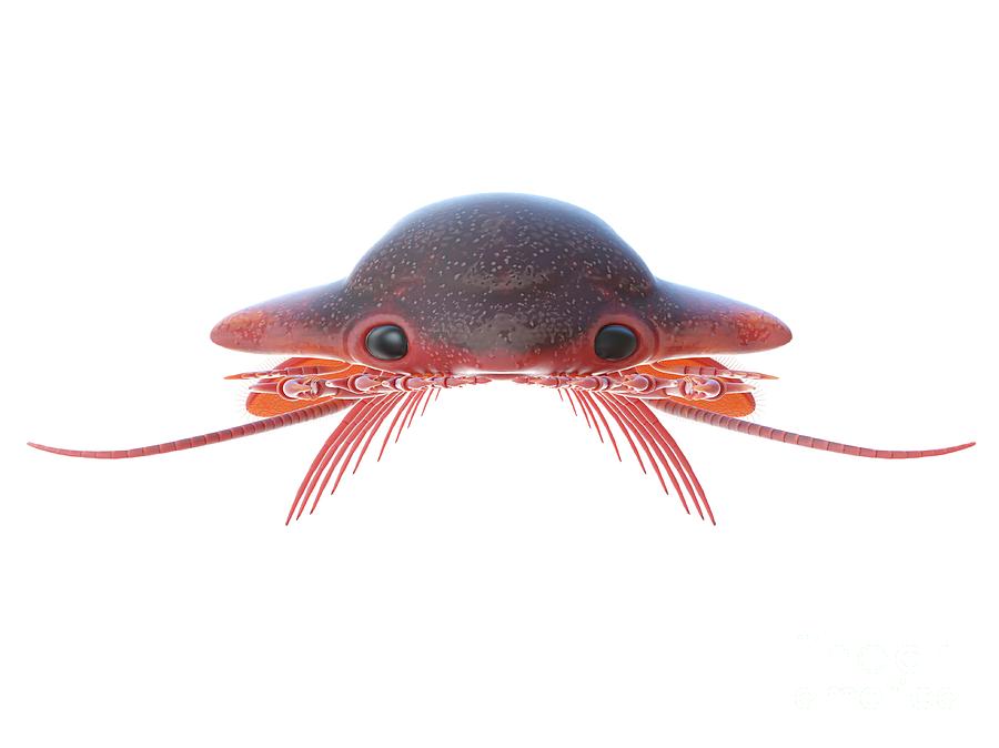 Prehistoric Photograph - Sanctacaris Marine Arthropod #12 by Sebastian Kaulitzki/science Photo Library