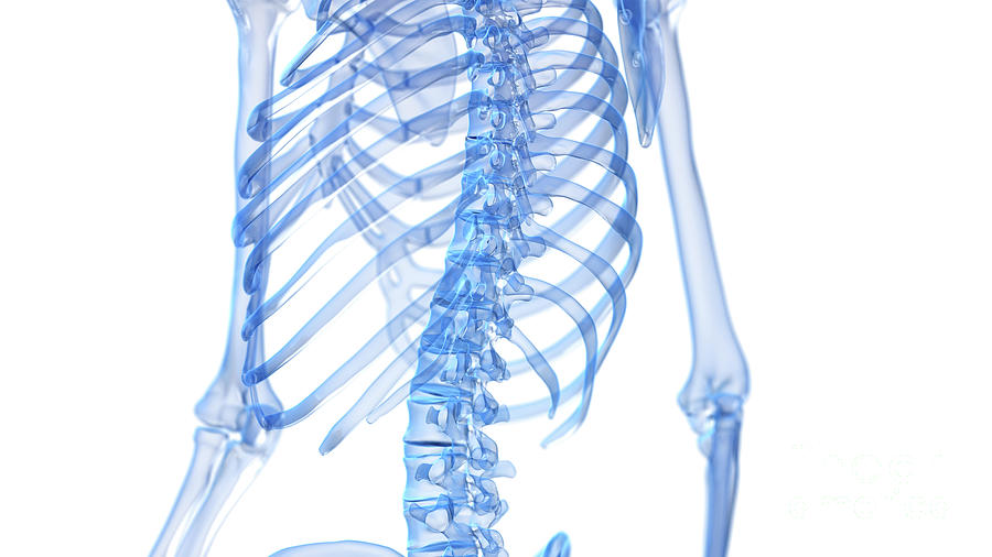 Skeletal Back Photograph By Sebastian Kaulitzki Science Photo Library Pixels